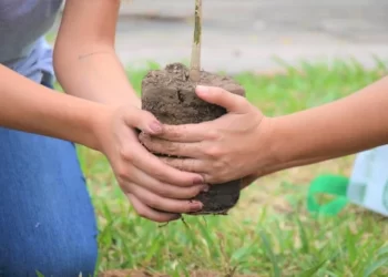 Productores de plantines invitan a arborizar la ciudad